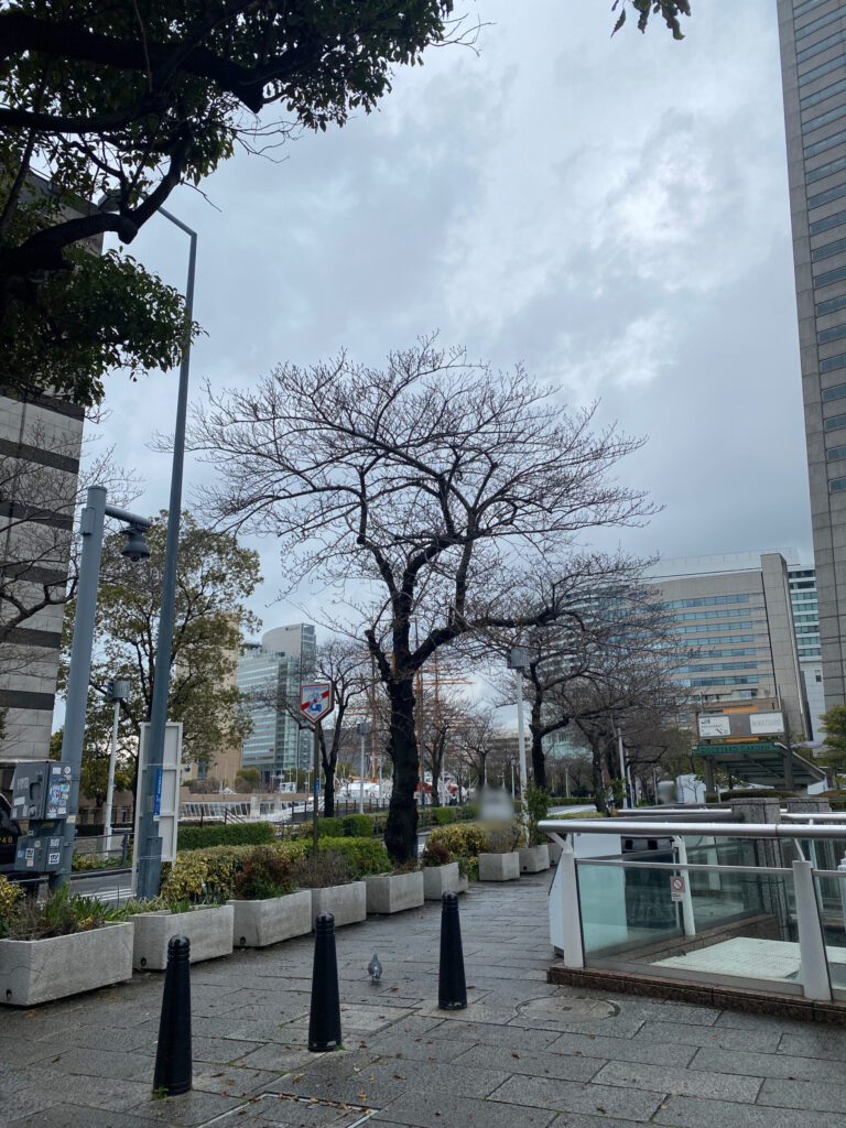 みなとみらいの桜