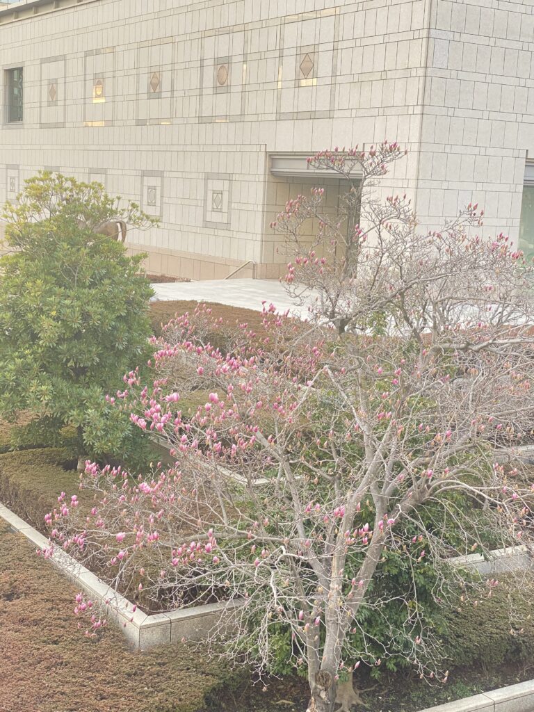 横浜美術館　木蓮