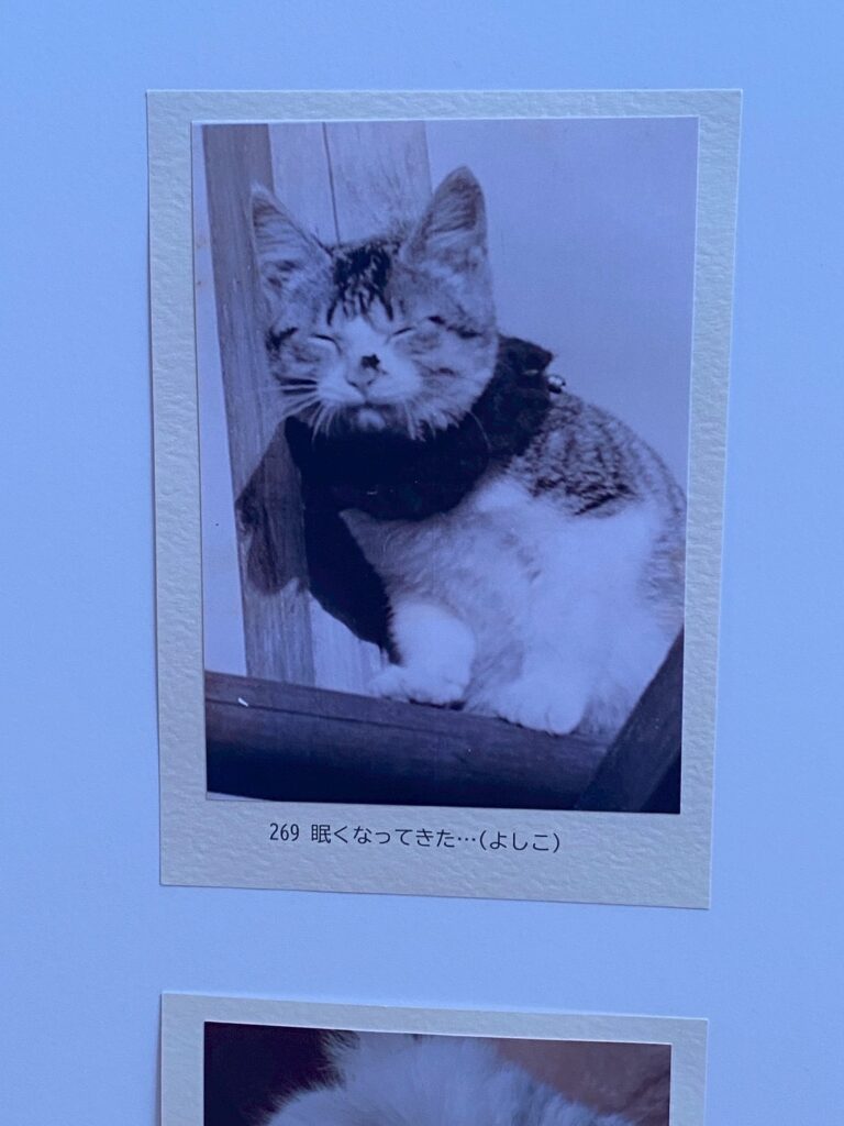 大佛次郎×ねこ写真展