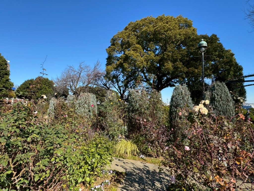 イングリッシュローズ