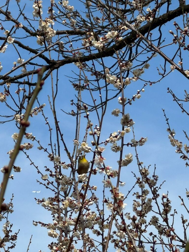 三渓園　ウメジロー