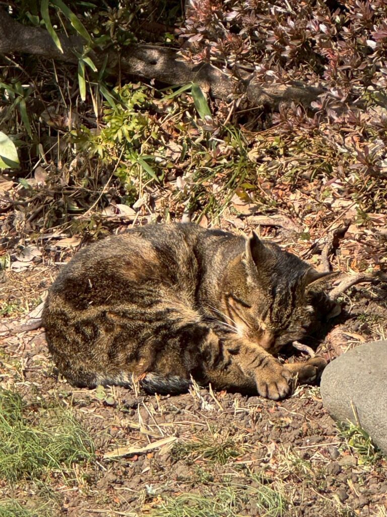 三渓園　猫