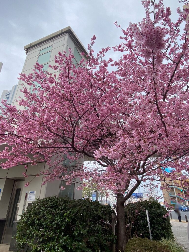 기차 포포의 벚꽃