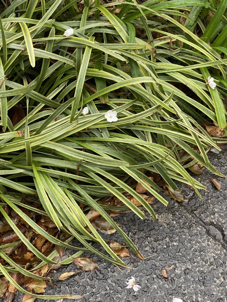 みなとみらいの桜