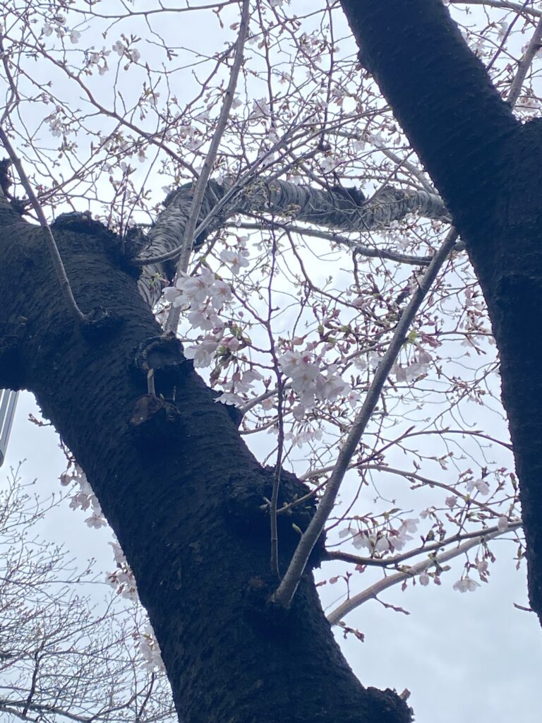みなとみらいの桜