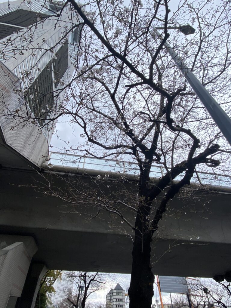みなとみらいの桜