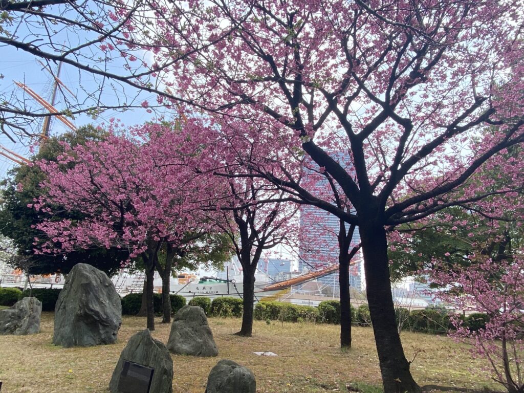 日本丸　桜
