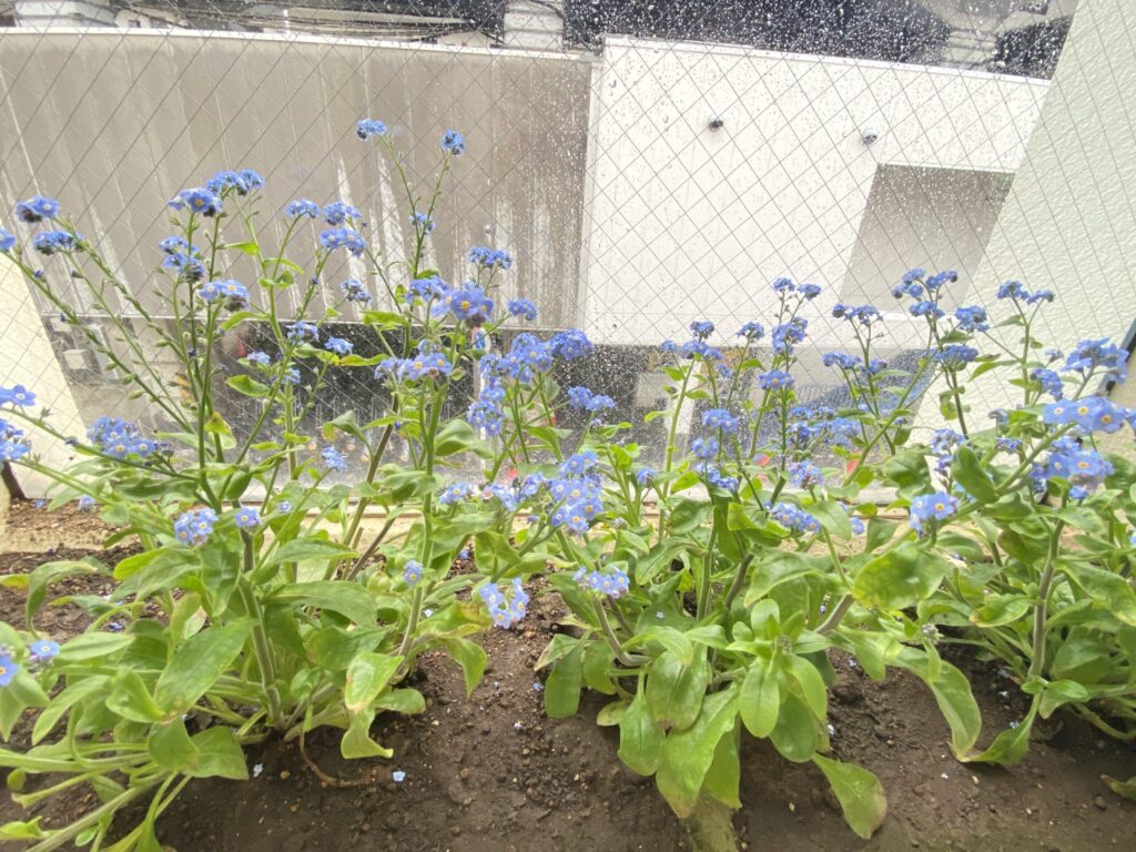 新杉田駅　花壇