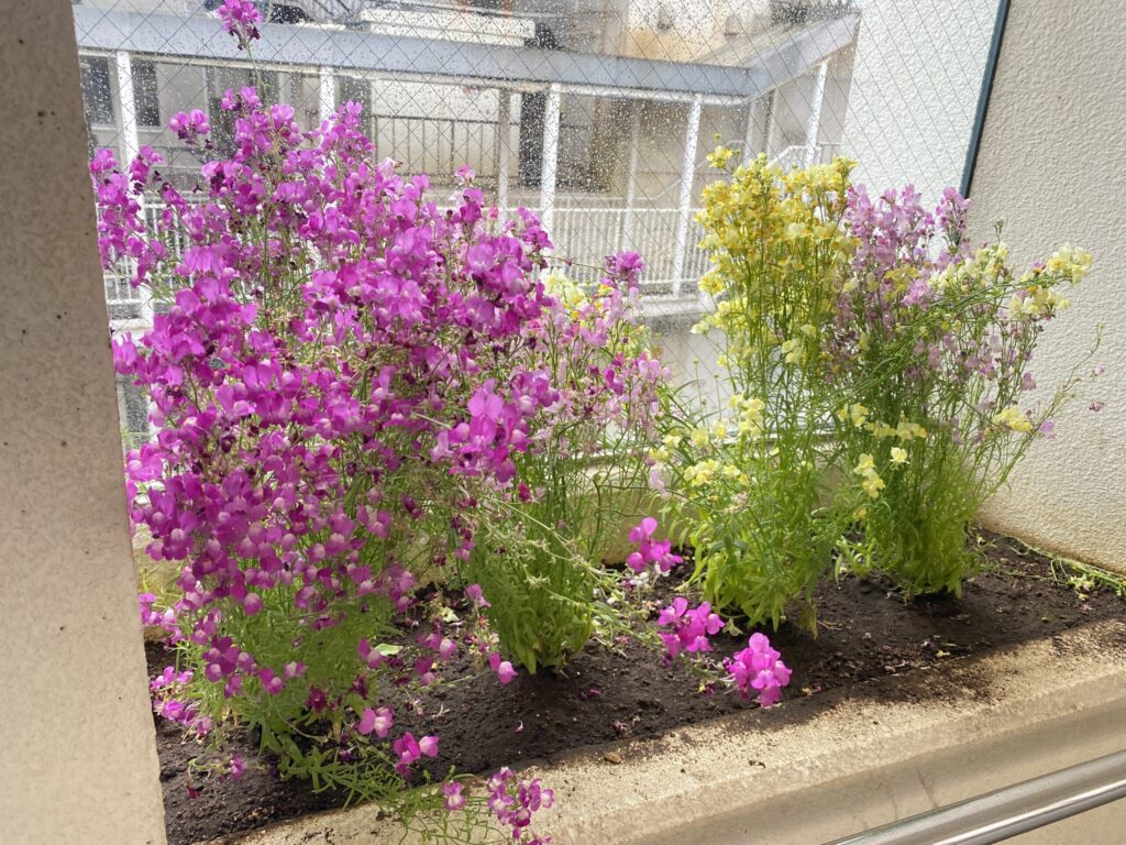 新杉田駅　花壇