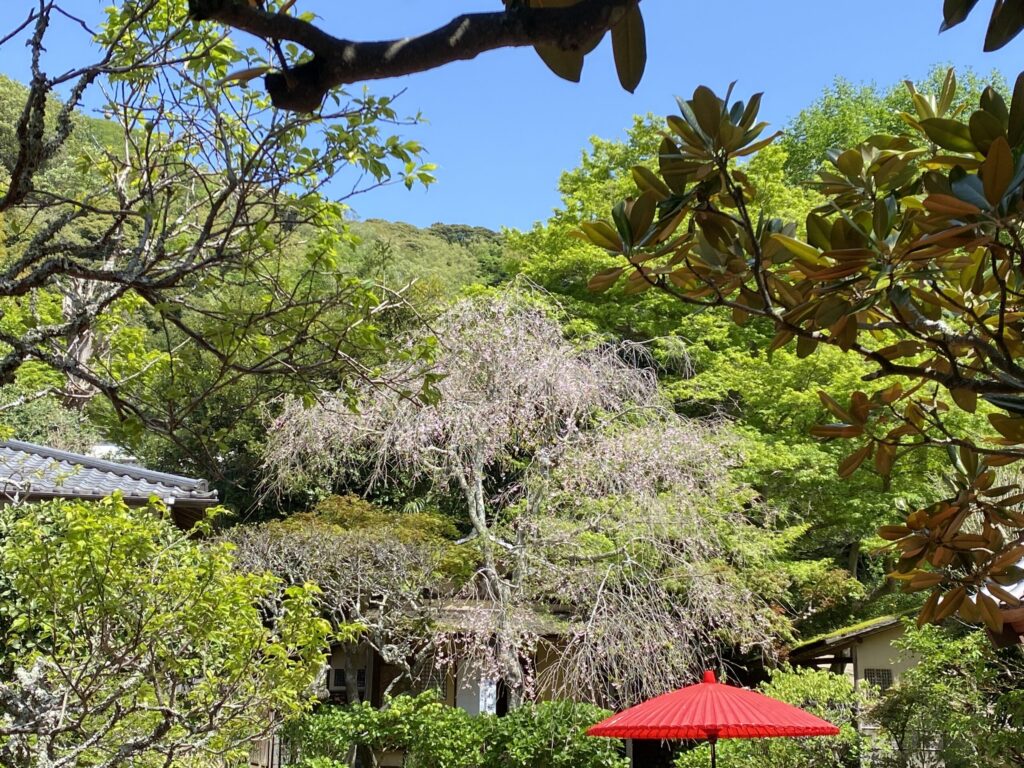 大佛次郎　しだれ桜