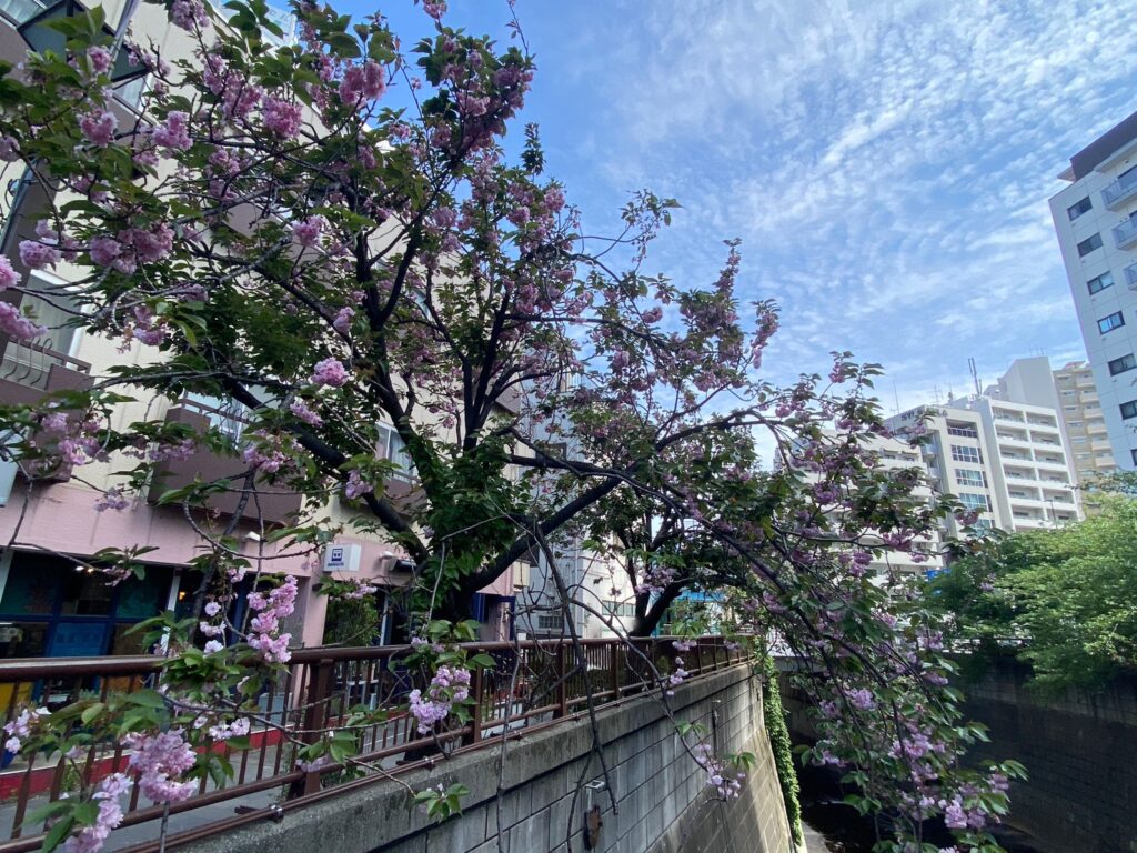 目黒川
