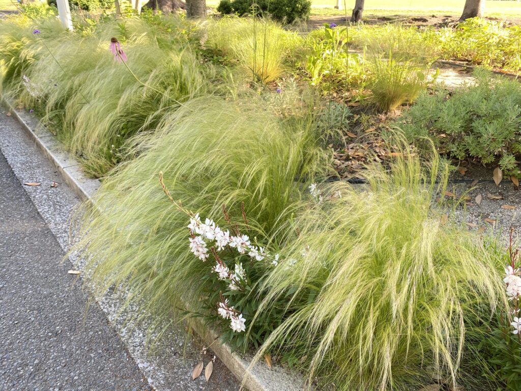 エンジェルヘアーグラス