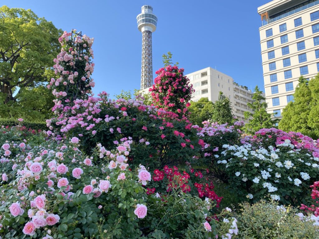 山下公園 バラ