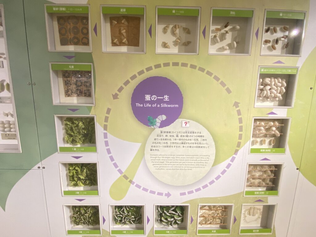 シルク博物館　カイコの一生