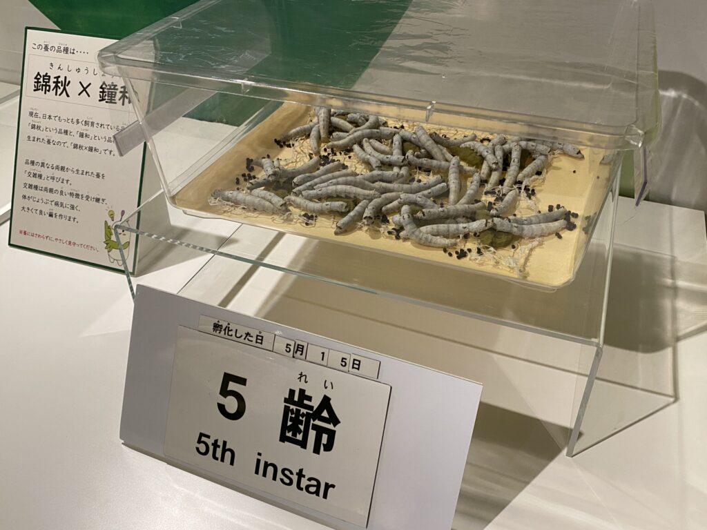 シルク博物館　カイコ