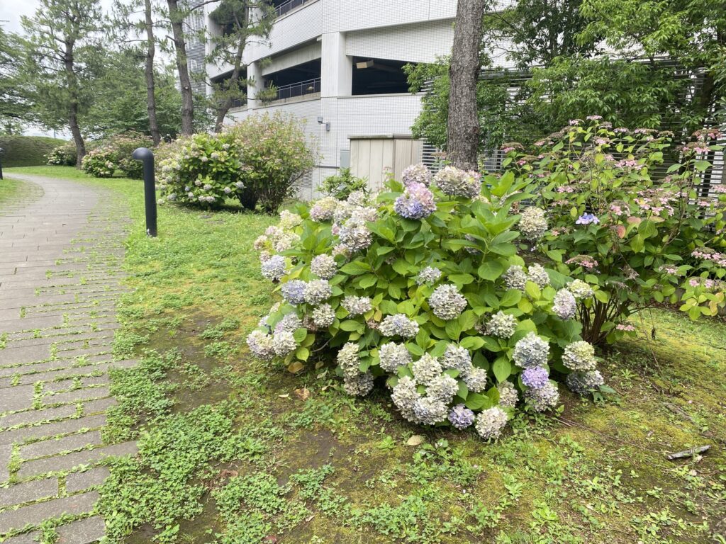 万葉倶楽部横の道