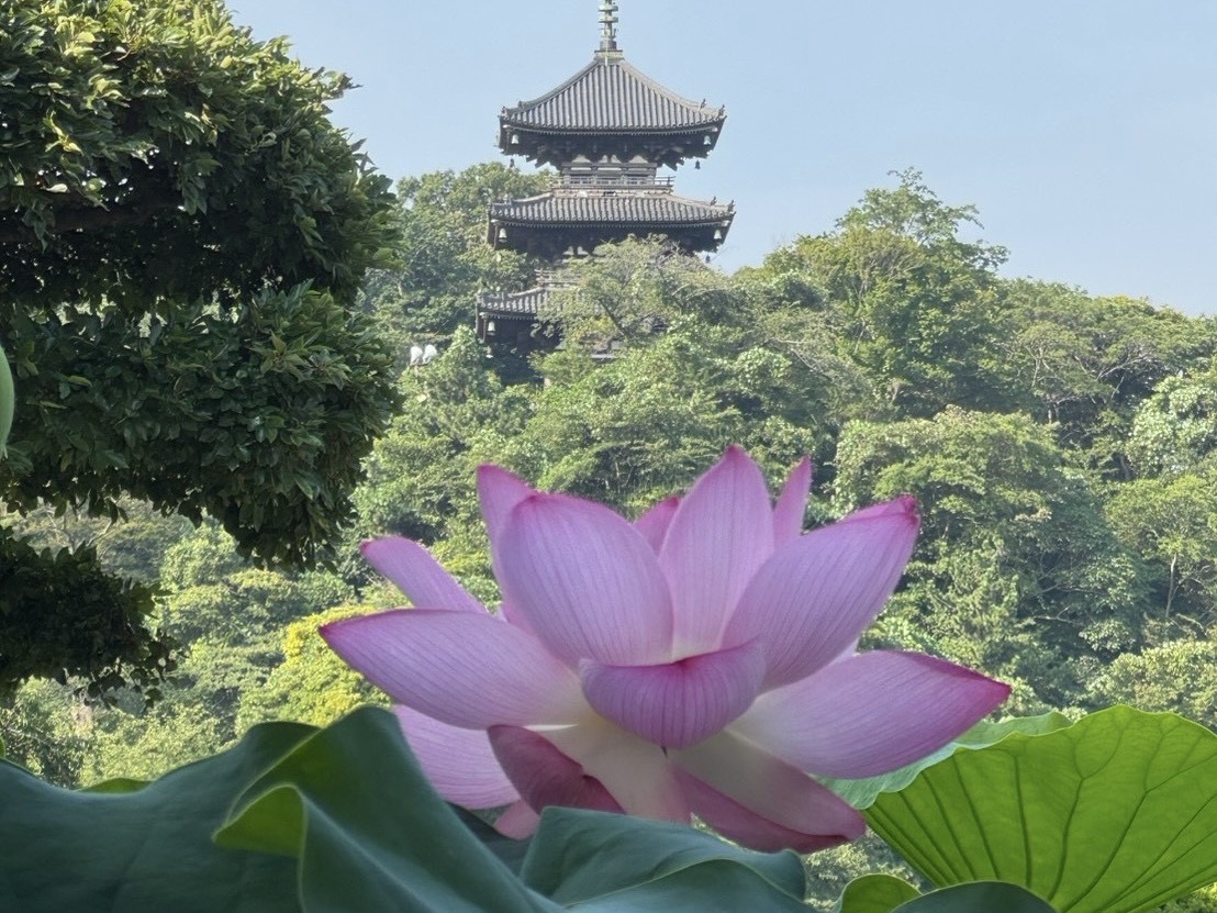 三溪園「早朝観蓮会」の蓮の様子
