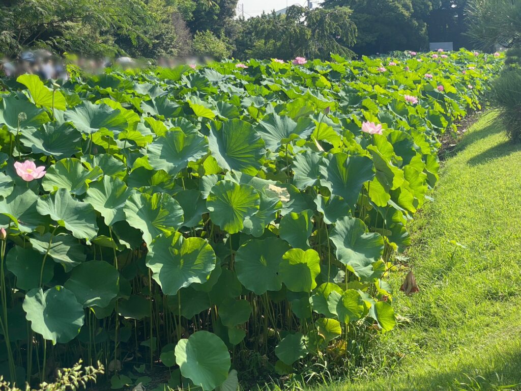 三溪園蓮池の蓮