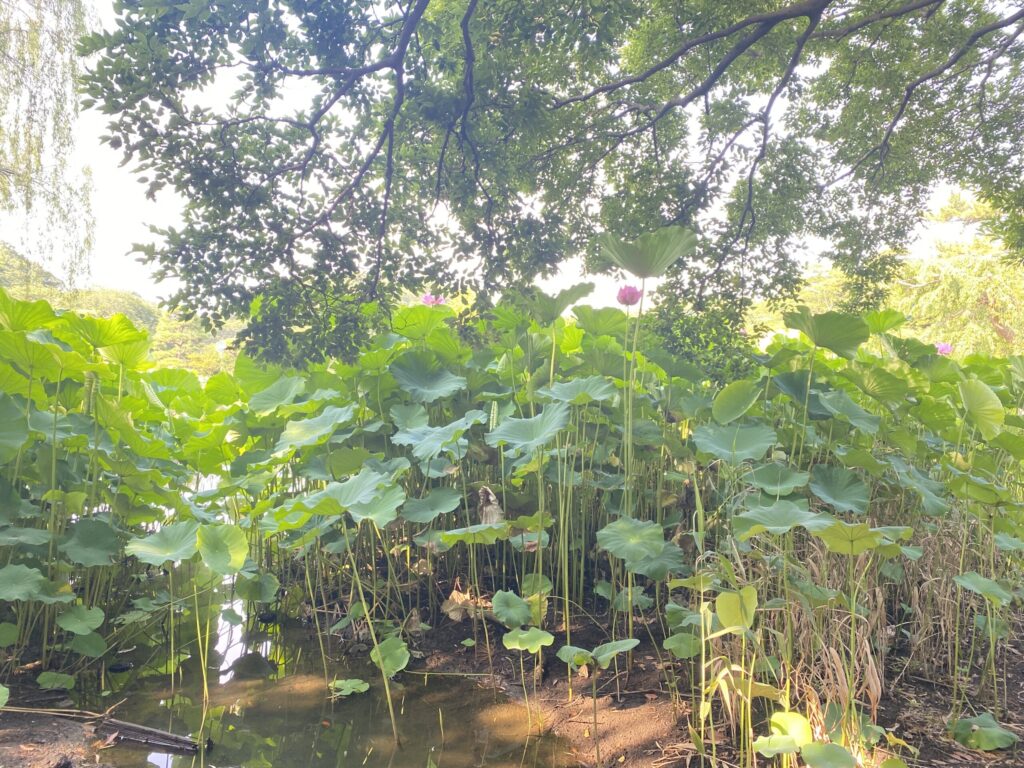 背丈より高い位置まで伸びる蓮