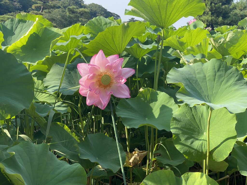 大きく華やかに咲く蓮の花