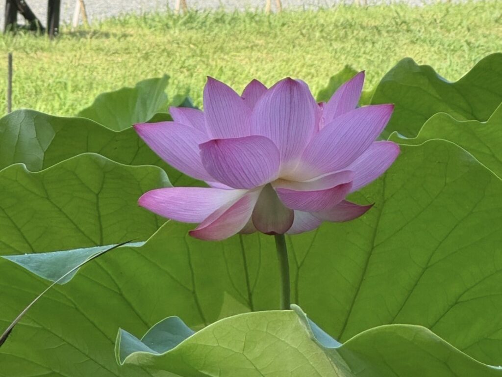 大きく華やかに咲く蓮の花