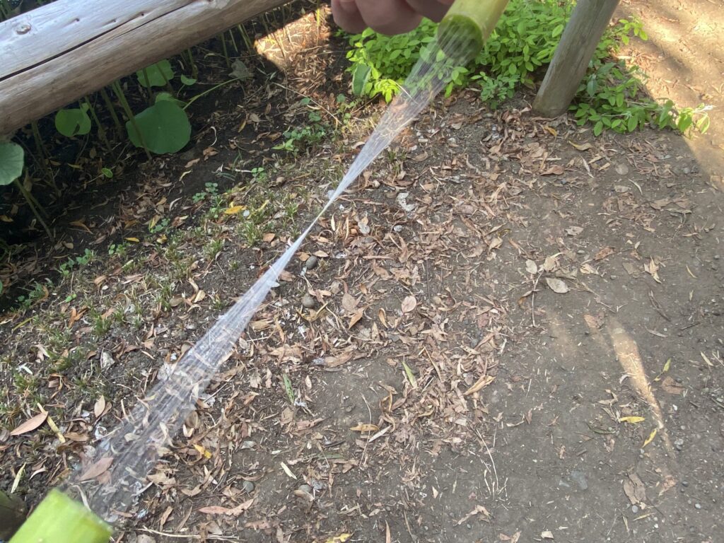 蓮からのびる糸