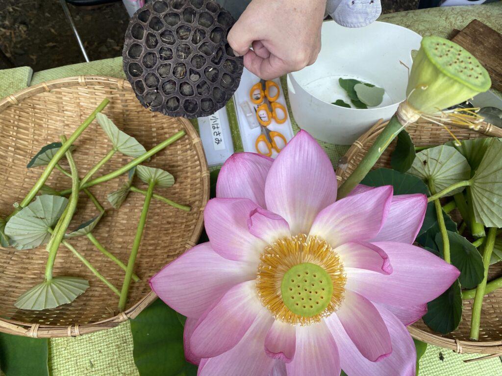 蓮の花と花びらが散った後の花托