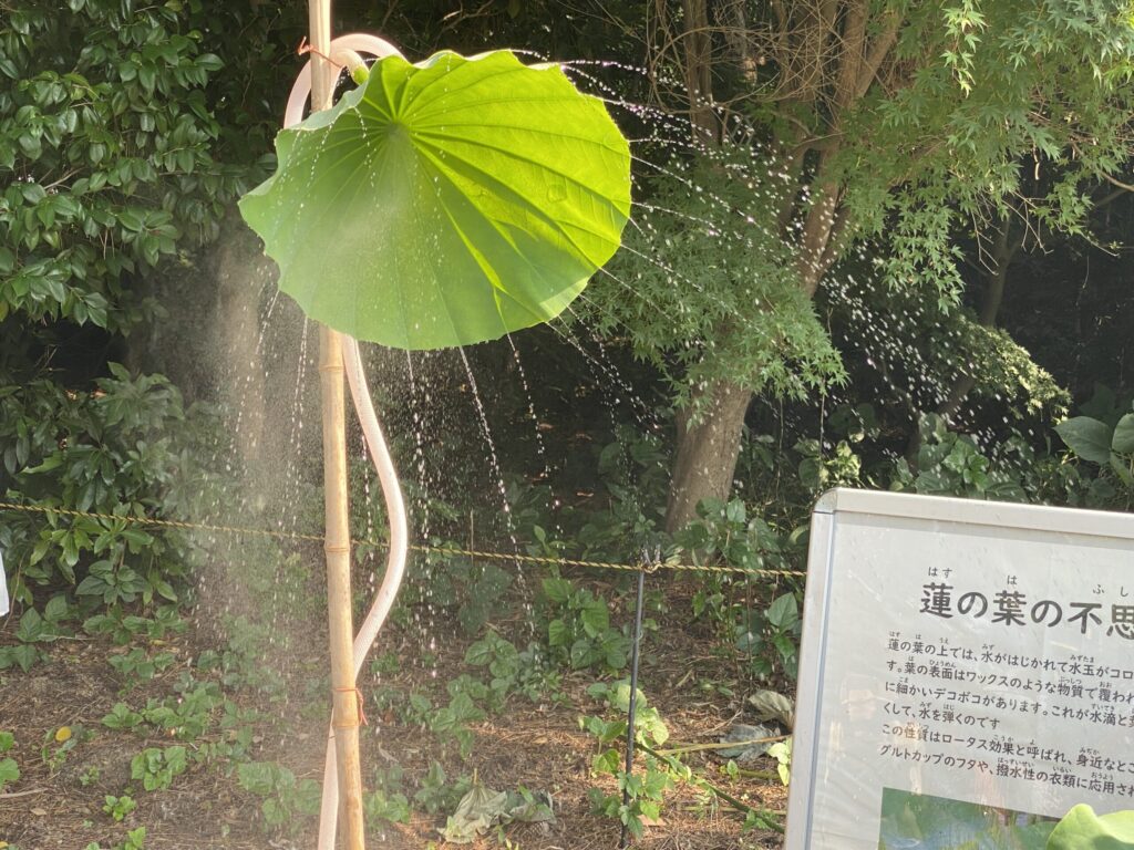 蓮の葉で作られたシャワー